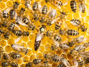Εικόνα 2 από 3 - Βασίλισσες Μελισσών - Πελοπόννησος >  Ν. Αχαΐας