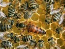 Εικόνα 3 από 3 - Βασίλισσες μελισσών - Πελοπόννησος >  Ν. Αχαΐας