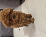 Toy Mini Poodle - Βοτανικός