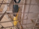 Εικόνα 3 από 3 - Monk parakeet pairs -  Κέντρο Αθήνας >  Σεπόλια