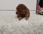 Toy Mini Poodle - Κέντρο