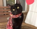 Λούνα υπέροχη μαύρη γατούλα - Πεύκη