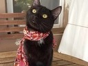 Εικόνα 7 από 13 - Λούνα υπέροχη μαύρη γατούλα -  Βόρεια & Ανατολικά Προάστια >  Πεύκη