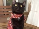 Εικόνα 8 από 13 - Λούνα υπέροχη μαύρη γατούλα -  Βόρεια & Ανατολικά Προάστια >  Πεύκη