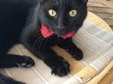 Εικόνα 5 από 13 - Λούνα υπέροχη μαύρη γατούλα -  Βόρεια & Ανατολικά Προάστια >  Πεύκη