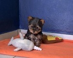 Yorkshire Terrier Toy - Νομός Εβρου