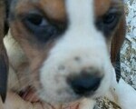 Κουτάβι Beagle - Νομός Ευβοίας
