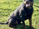 Εικόνα 1 από 2 - Rottweiler αρσενικό