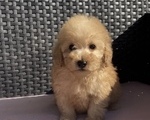 Mini poodle βερικοκο με PEDIGREE - Πυλαία