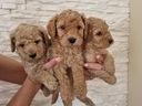 Εικόνα 3 από 9 - Toy poodle -  Κέντρο Αθήνας >  Κυψέλη