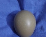 Αυγά κολχικών φασιανών - Νομός Καρδίτσας