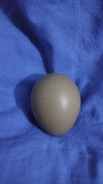 Εικόνα 1 από 1 - Αυγά κολχικών φασιανών - Θεσσαλία >  Ν. Καρδίτσας