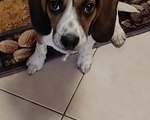 Beagle - Περιστέρι
