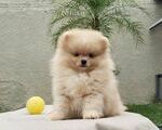 Pomeranian toy - Αγιοι Ανάργυροι
