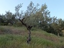 Εικόνα 2 από 6 - Ελαιόδεντρα - Πελοπόννησος >  Ν. Αρκαδίας