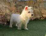 West Highland Terrier - Υπόλοιπο Αττικής