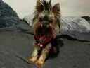 Εικόνα 2 από 4 - Yorkshire terrier toy - Νομός Αττικής >  Υπόλοιπο Αττικής