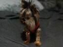 Εικόνα 3 από 4 - Yorkshire terrier toy - Νομός Αττικής >  Υπόλοιπο Αττικής