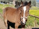 Εικόνα 2 από 2 - Αλογο - Στερεά Ελλάδα >  Ν. Ευβοίας
