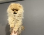 Pomeranian toy - Περιστέρι