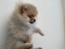 Εικόνα 4 από 6 - Pomeranian Toy -  Κεντρικά & Δυτικά Προάστια >  Περιστέρι