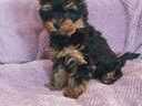 Εικόνα 5 από 7 - Yorkshire Terrier mini - Στερεά Ελλάδα >  Ν. Ευβοίας