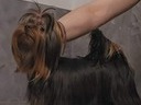 Εικόνα 7 από 7 - Yorkshire Terrier mini - Στερεά Ελλάδα >  Ν. Ευβοίας