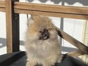 Εικόνα 1 από 13 - Pomeranian toy 2 kg -  Βόρεια & Ανατολικά Προάστια >  Ηράκλειο
