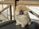 Εικόνα 2 από 13 - Pomeranian toy 2 kg -  Βόρεια & Ανατολικά Προάστια >  Ηράκλειο