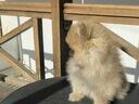 Εικόνα 10 από 13 - Pomeranian toy 2 kg -  Βόρεια & Ανατολικά Προάστια >  Ηράκλειο