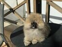 Εικόνα 12 από 13 - Pomeranian toy 2 kg -  Βόρεια & Ανατολικά Προάστια >  Ηράκλειο