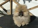 Εικόνα 13 από 13 - Pomeranian toy 2 kg -  Βόρεια & Ανατολικά Προάστια >  Ηράκλειο