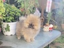 Εικόνα 7 από 13 - Pomeranian toy 2 kg -  Βόρεια & Ανατολικά Προάστια >  Ηράκλειο