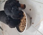 Rottweiler - Υπόλοιπο Αττικής