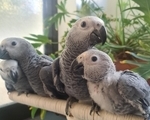 Παπαγάλοι Ζακο - Νίκαια