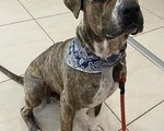 Χαρίζεται σκύλος Αμερικάνικο Σταφορντσάιρ τεριέ - Υπόλοιπο Αττικής