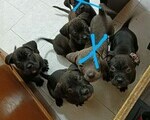 Cane Corso puppies - Νομός Χανίων