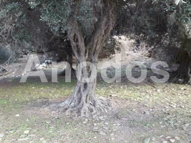 Land for sale Andros Plot 1.000 sq.m.