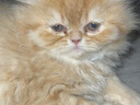 Εικόνα 1 από 8 - Περσικό γατάκι -  Υπόλοιπο Πειραιά >  Νίκαια