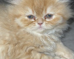 Περσικό γατάκι - Νίκαια