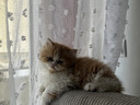 Εικόνα 3 από 8 - Περσικό γατάκι -  Υπόλοιπο Πειραιά >  Νίκαια