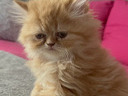 Εικόνα 7 από 8 - Περσικό γατάκι -  Υπόλοιπο Πειραιά >  Νίκαια