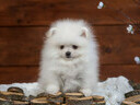 Εικόνα 1 από 6 - Pomeranian Toy - Νομός Αττικής >  Υπόλοιπο Αττικής