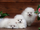 Εικόνα 2 από 6 - Pomeranian Toy - Νομός Αττικής >  Υπόλοιπο Αττικής