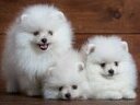 Εικόνα 3 από 6 - Pomeranian Toy - Νομός Αττικής >  Υπόλοιπο Αττικής