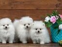 Εικόνα 4 από 6 - Pomeranian Toy - Νομός Αττικής >  Υπόλοιπο Αττικής