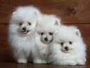 Εικόνα 5 από 6 - Pomeranian Toy - Νομός Αττικής >  Υπόλοιπο Αττικής