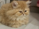 Εικόνα 4 από 8 - Περσικό γατάκι -  Υπόλοιπο Πειραιά >  Νίκαια