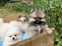 Εικόνα 3 από 9 - Pomeranian toy -  Βόρεια & Ανατολικά Προάστια >  Κηφισιά