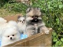 Εικόνα 5 από 9 - Pomeranian toy -  Βόρεια & Ανατολικά Προάστια >  Κηφισιά